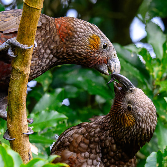 Zealandia Membership - Two Adults