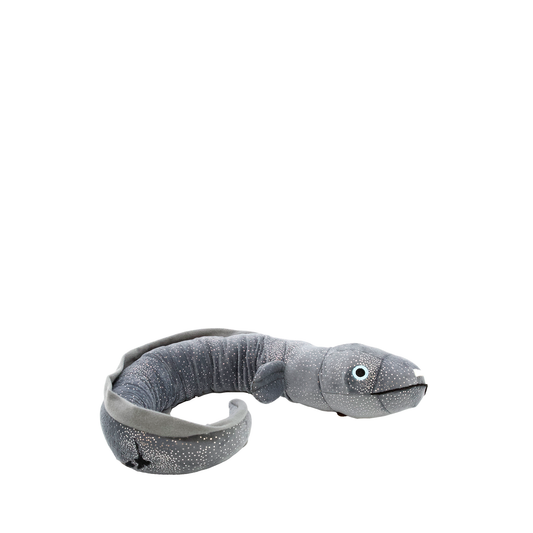 Ellie the Longfin Eel