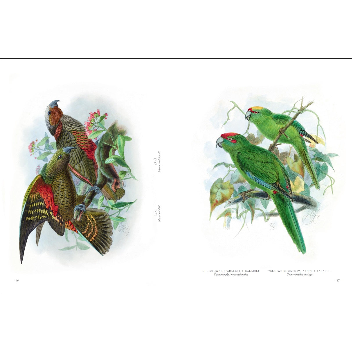 Buller's Birds of New Zealand