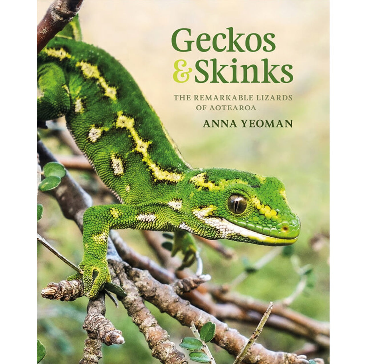 Geckos & Skinks: The Remarkable Lizards of Aotearoa