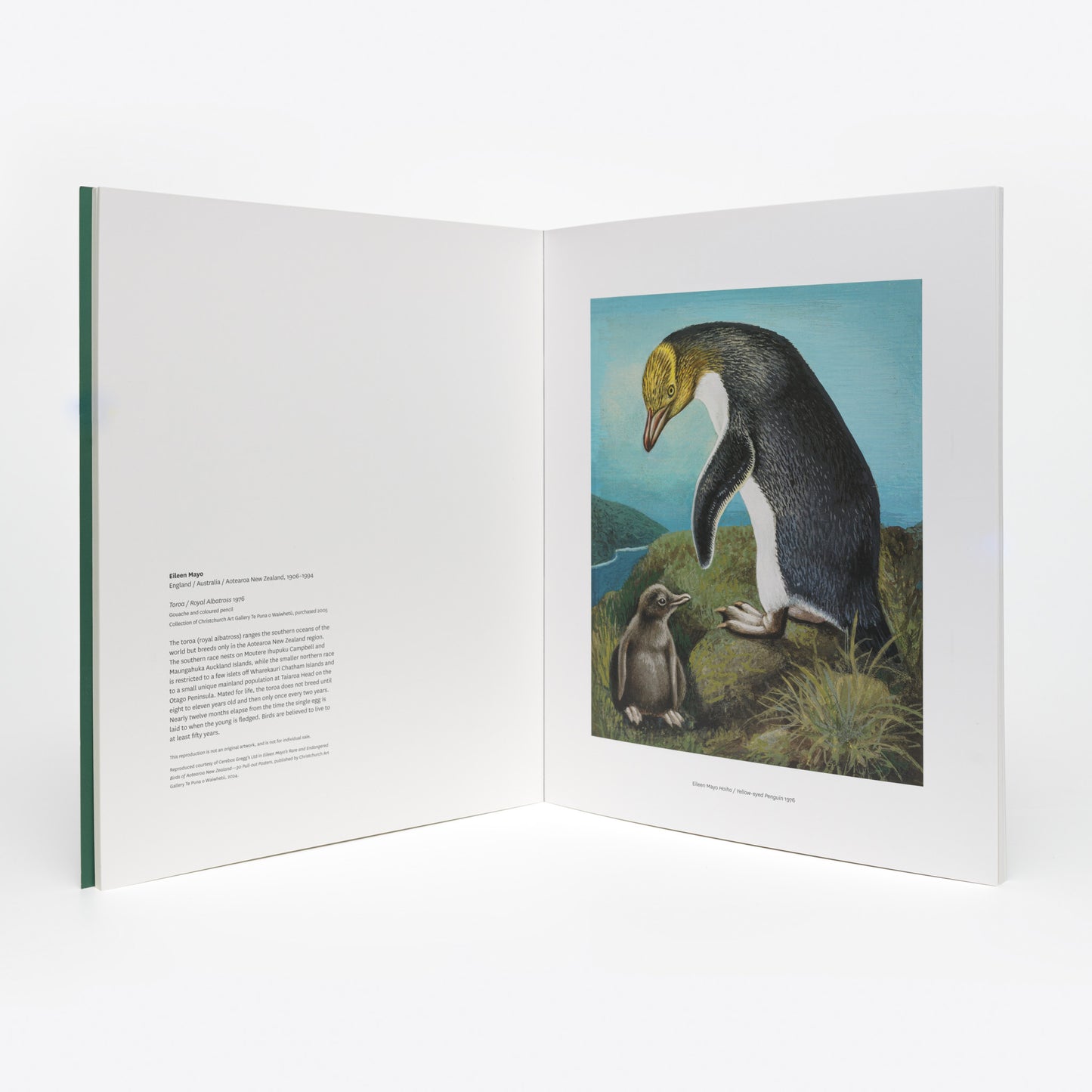 Eileen Mayo's Rare and Endangered Birds of Aotearoa