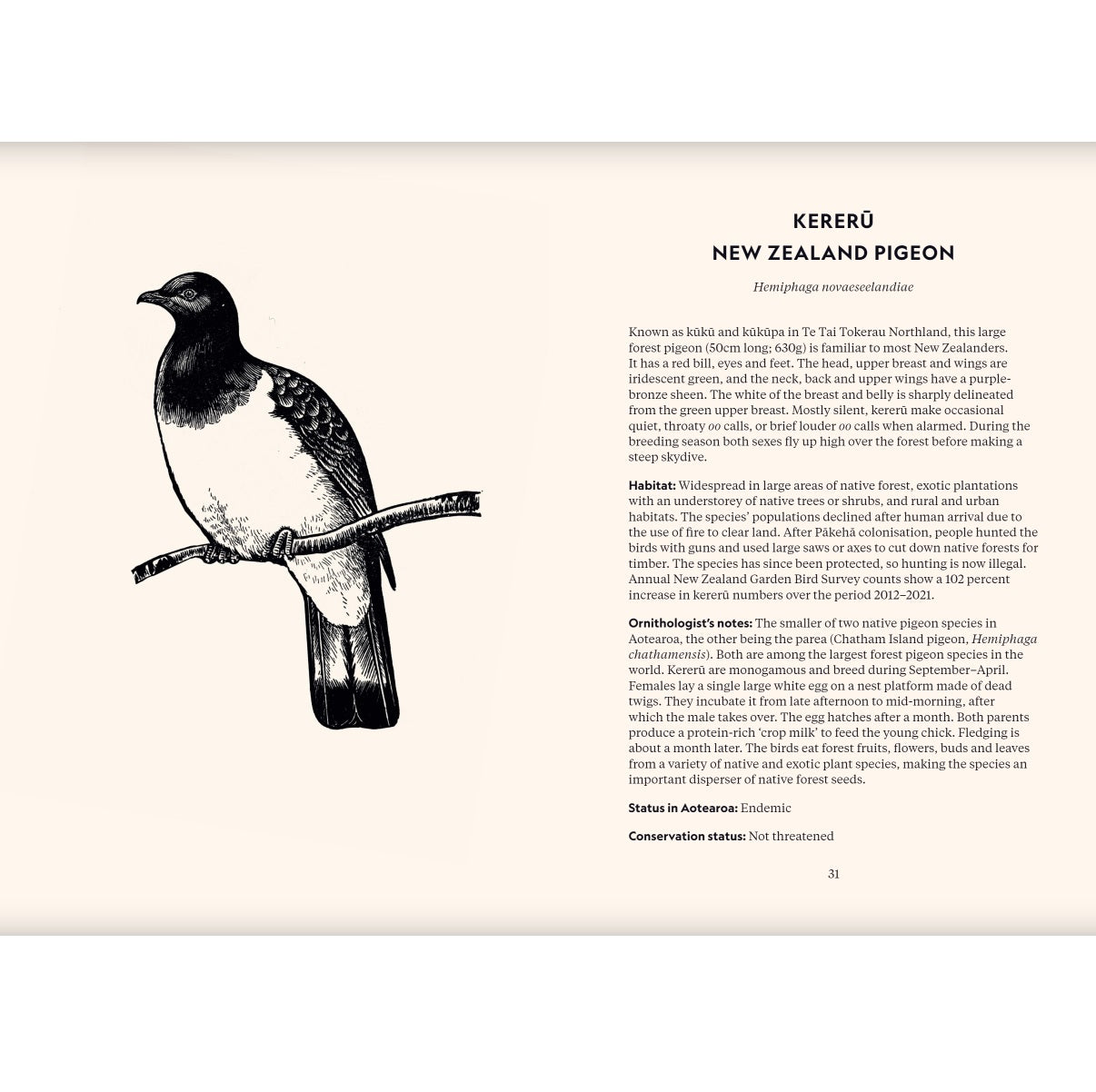 Native Birds Of Aotearoa