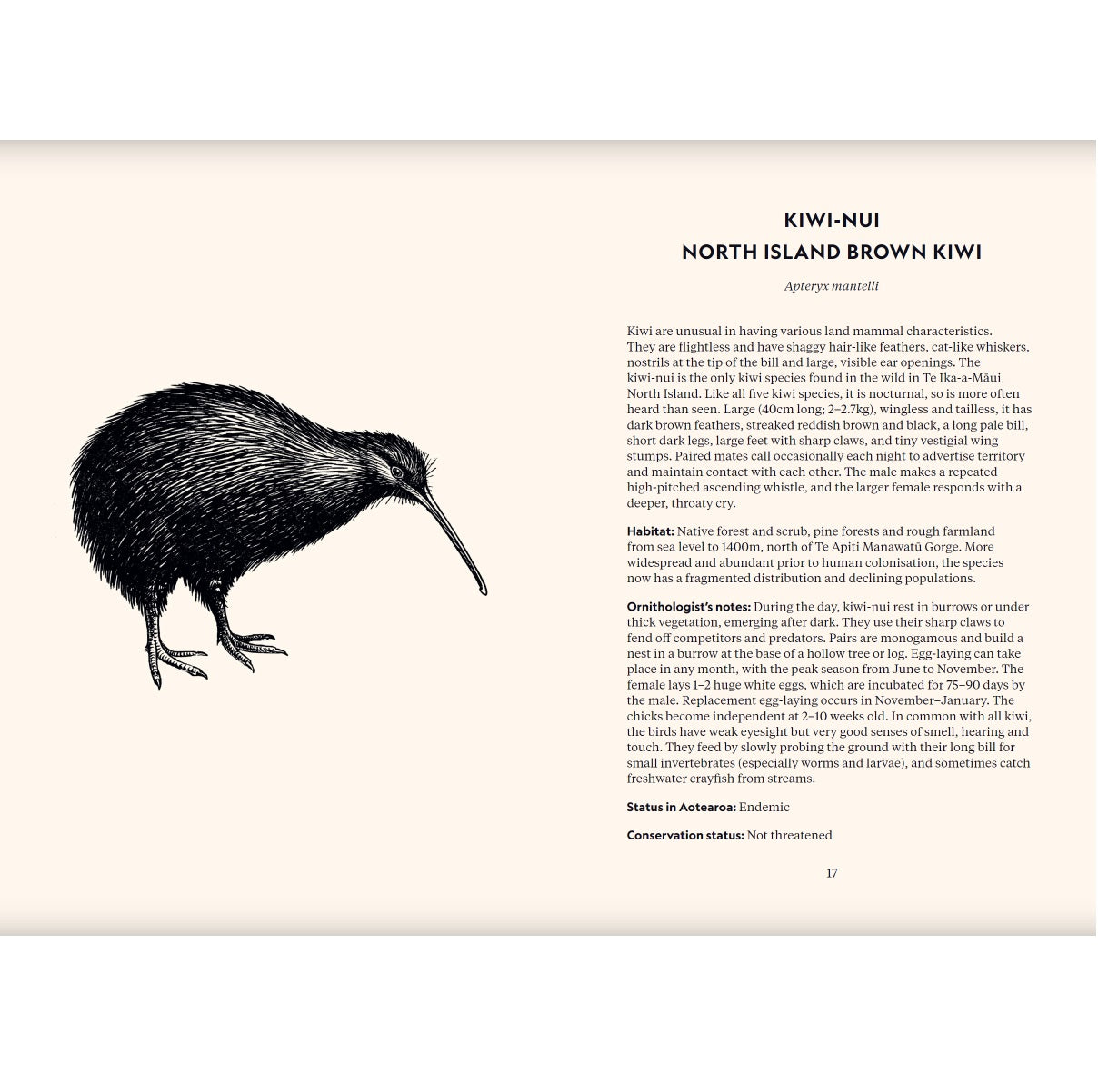 Native Birds Of Aotearoa