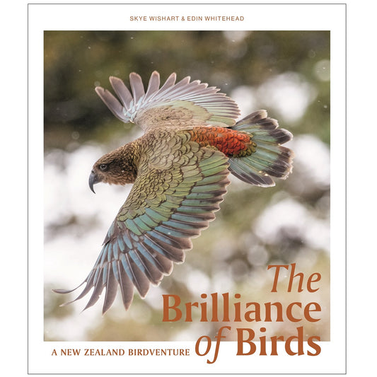 The Brilliance of Birds