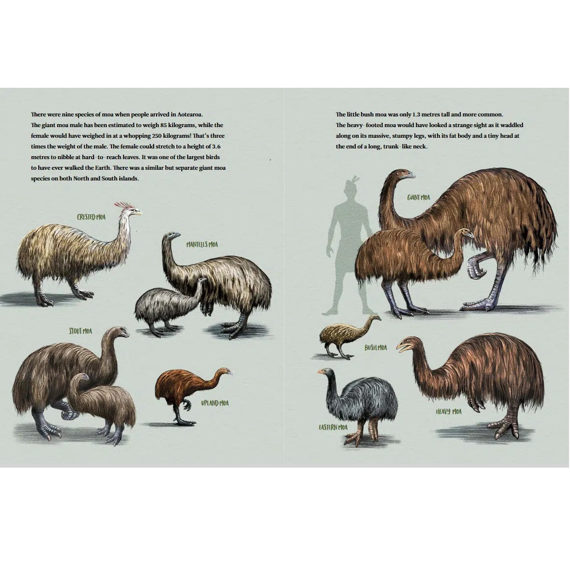 What Happened to the Moa