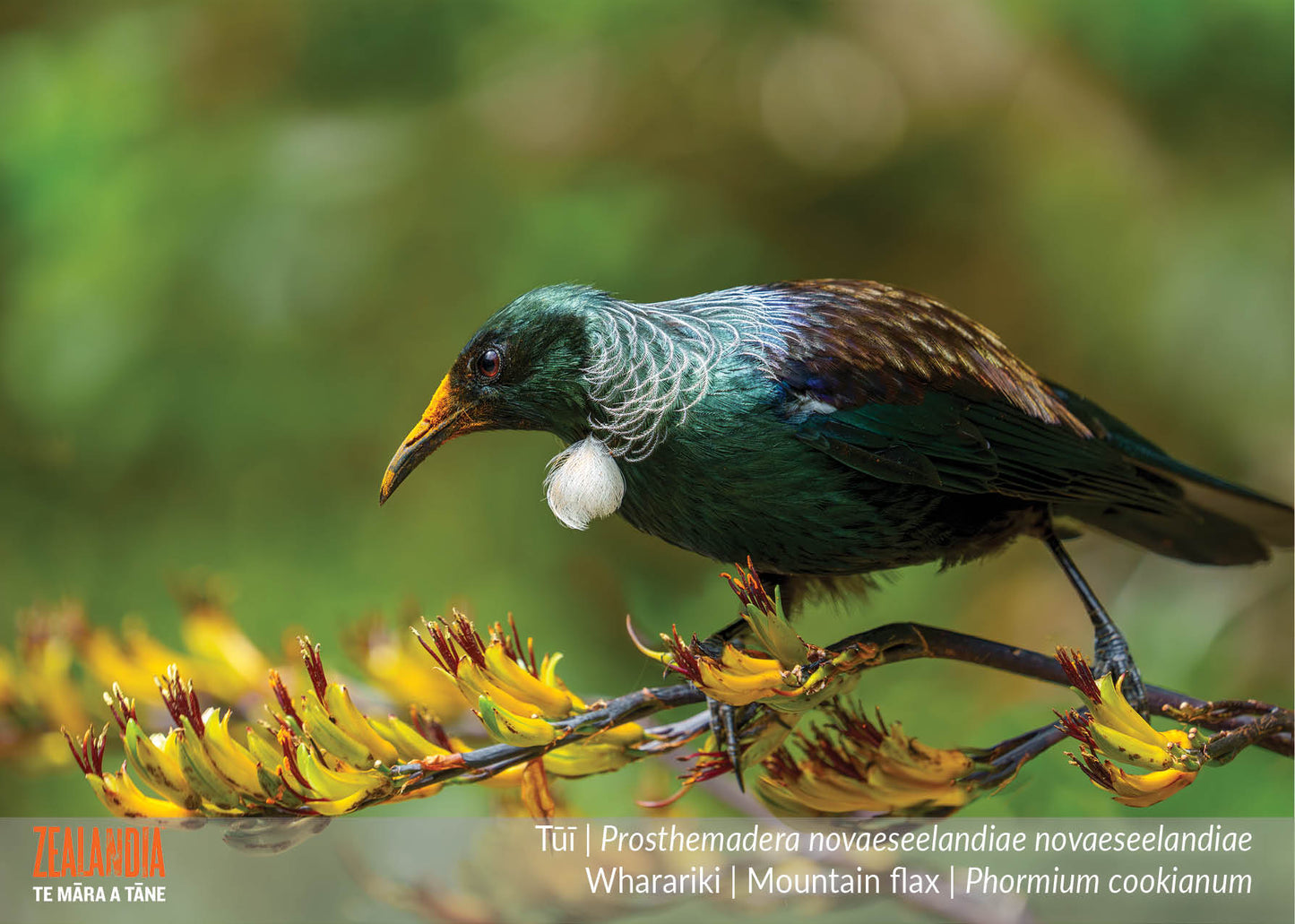Zealandia Calendar 2026