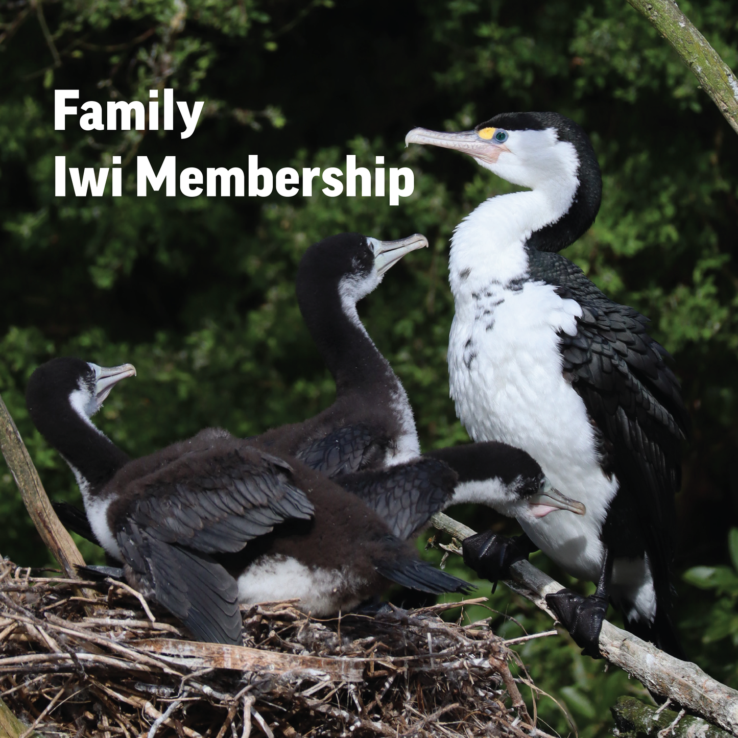 Zealandia Iwi Membership - Family