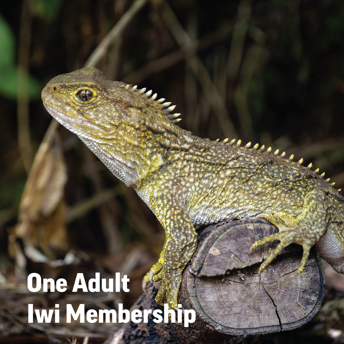 Zealandia Iwi Membership - One Adult