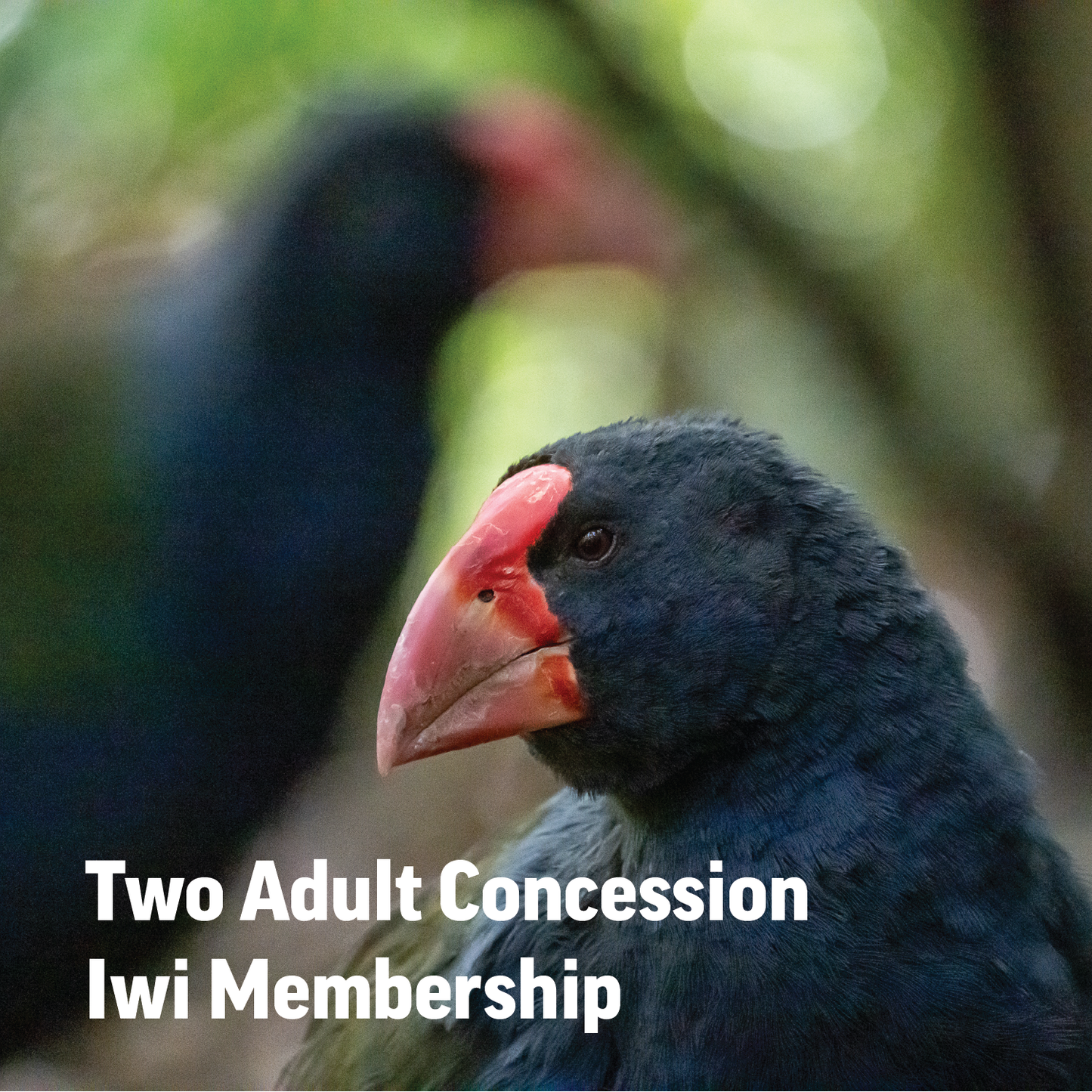 Zealandia Iwi Membership - Two Adult Concession
