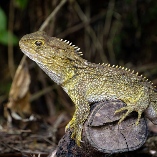 Zealandia Membership - One Adult