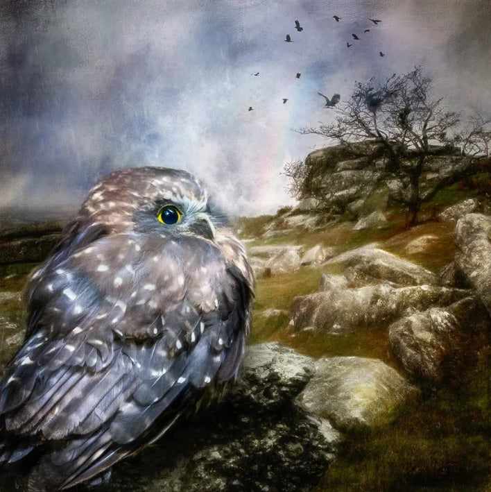 Judi Lapsley Miller Prints - Medium