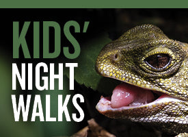 Kids Night Walk Voucher