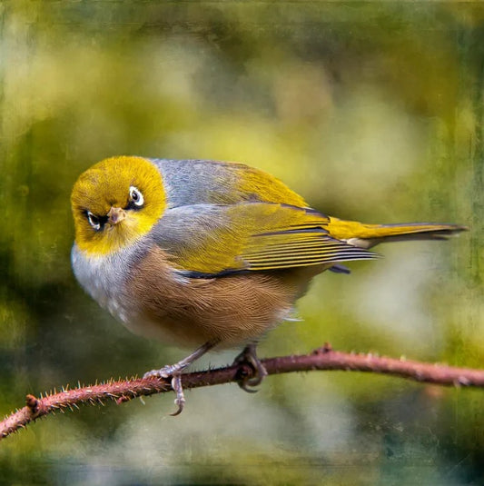 Judi Lapsley Miller Prints - Small