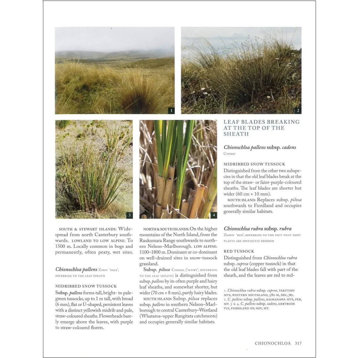 Above the Treeline: A Guide to the Plants and Animals of Alpine New Zealand