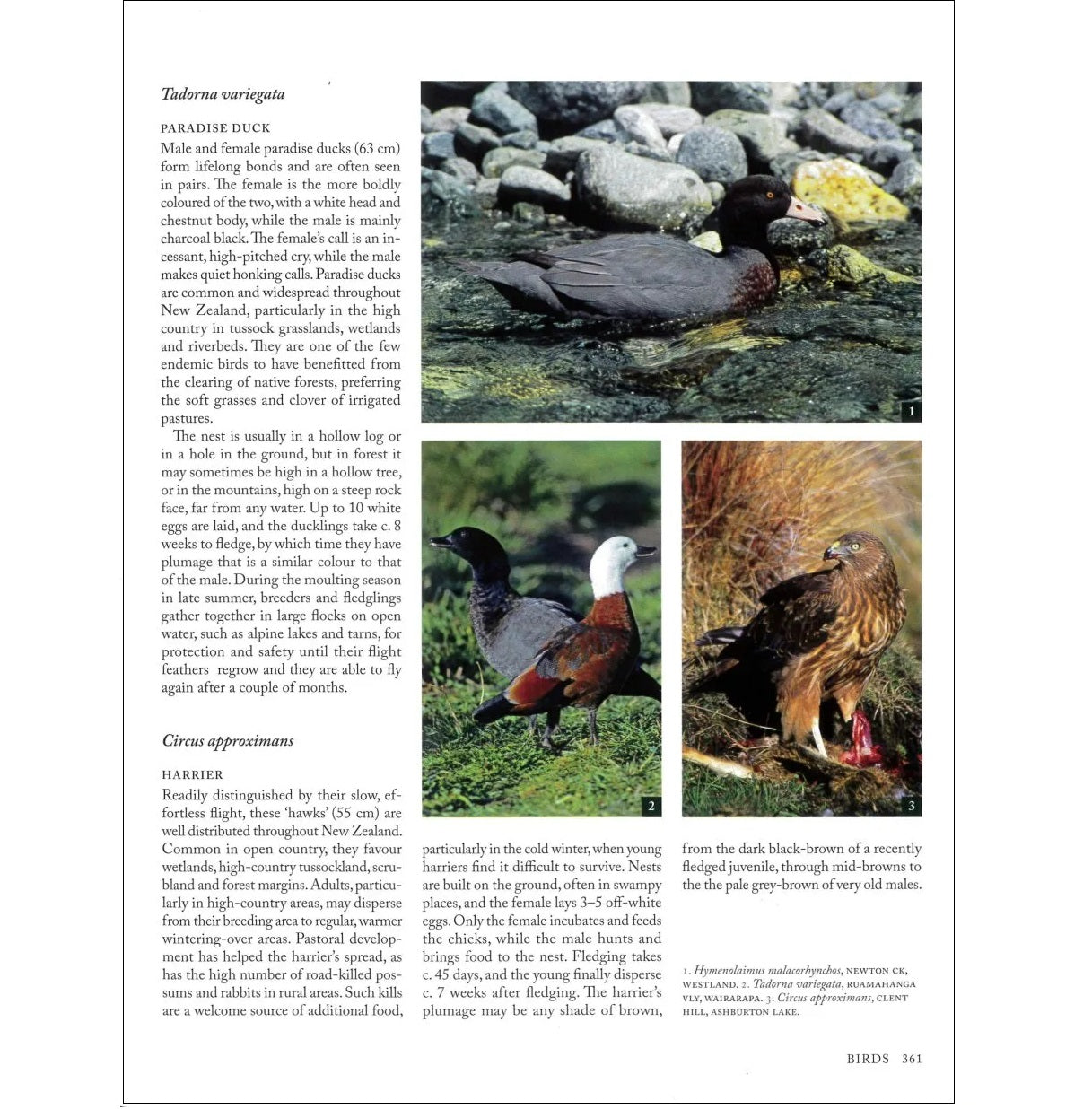 Above the Treeline: A Guide to the Plants and Animals of Alpine New Zealand