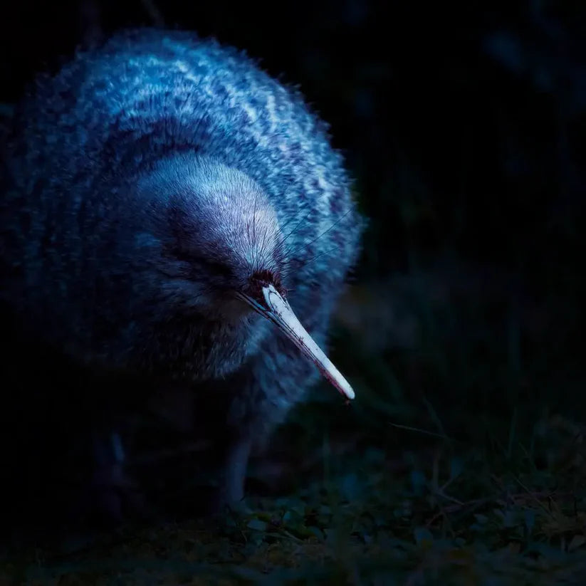Judi Lapsley Miller Prints - Small