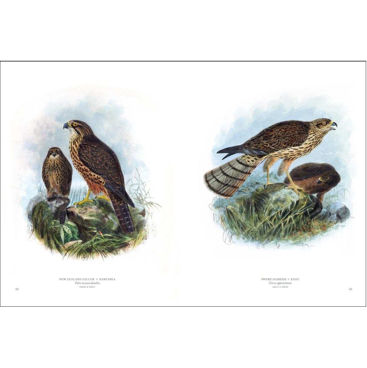 Buller's Birds of New Zealand