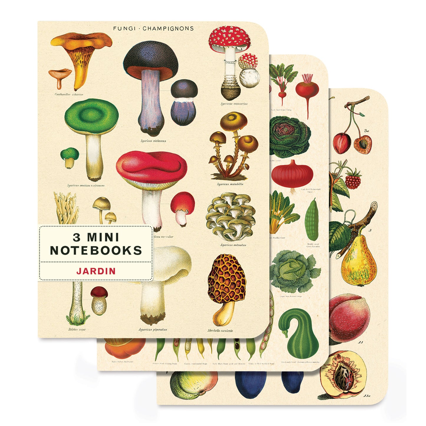 Fungi Notebook - Set of 3