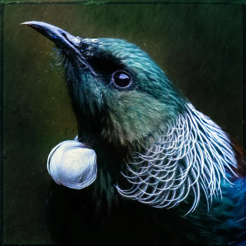 Judi Lapsley Miller Prints - Small