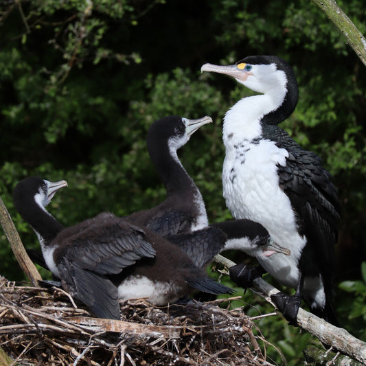 Zealandia Membership - Family