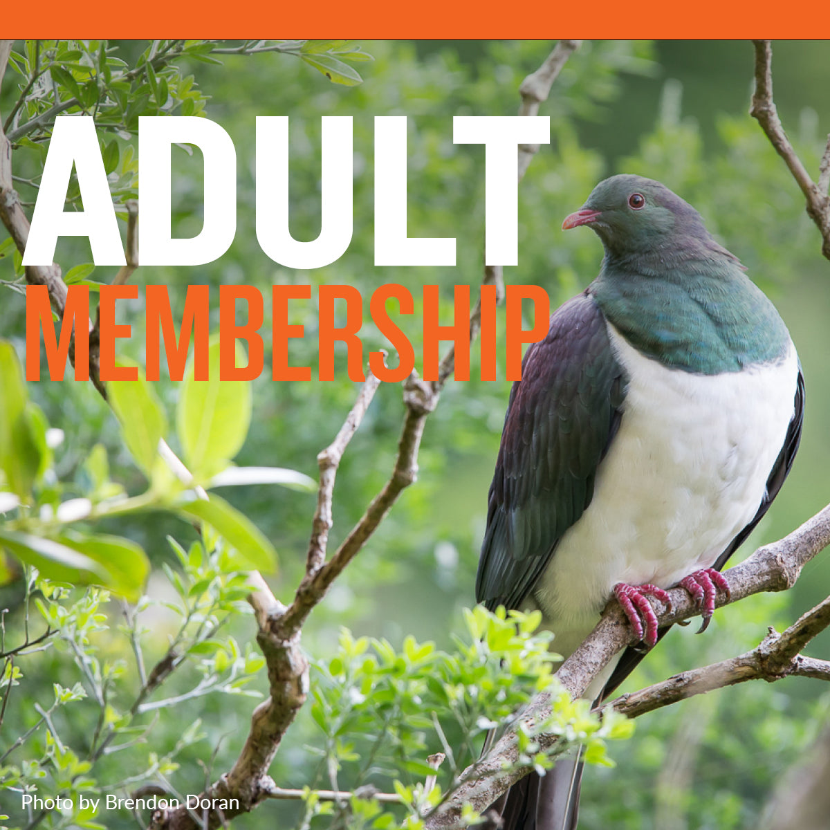 Zealandia Gift Membership - One Adult