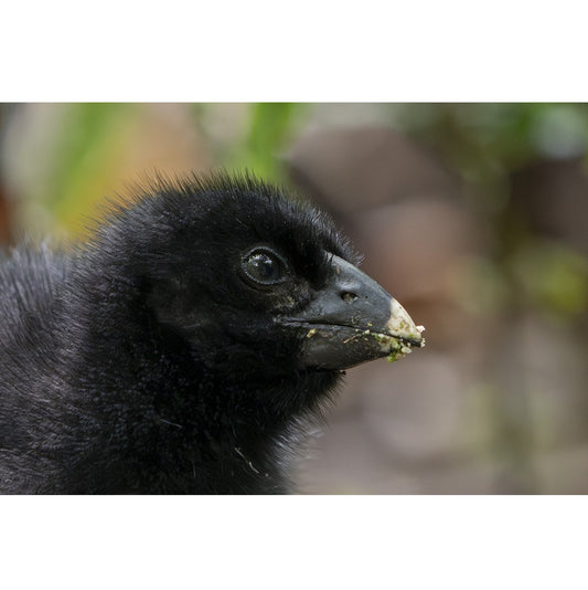 Judi Lapsley Miller Skrark Art Photography - Large