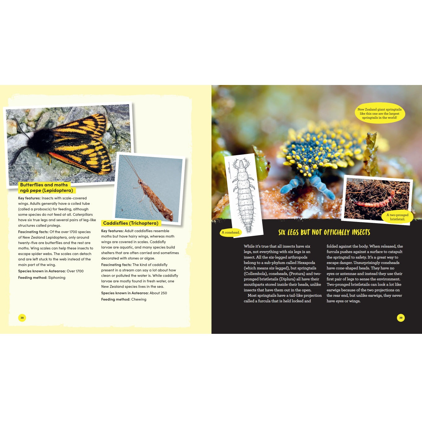The Incredible Insects of Aotearoa