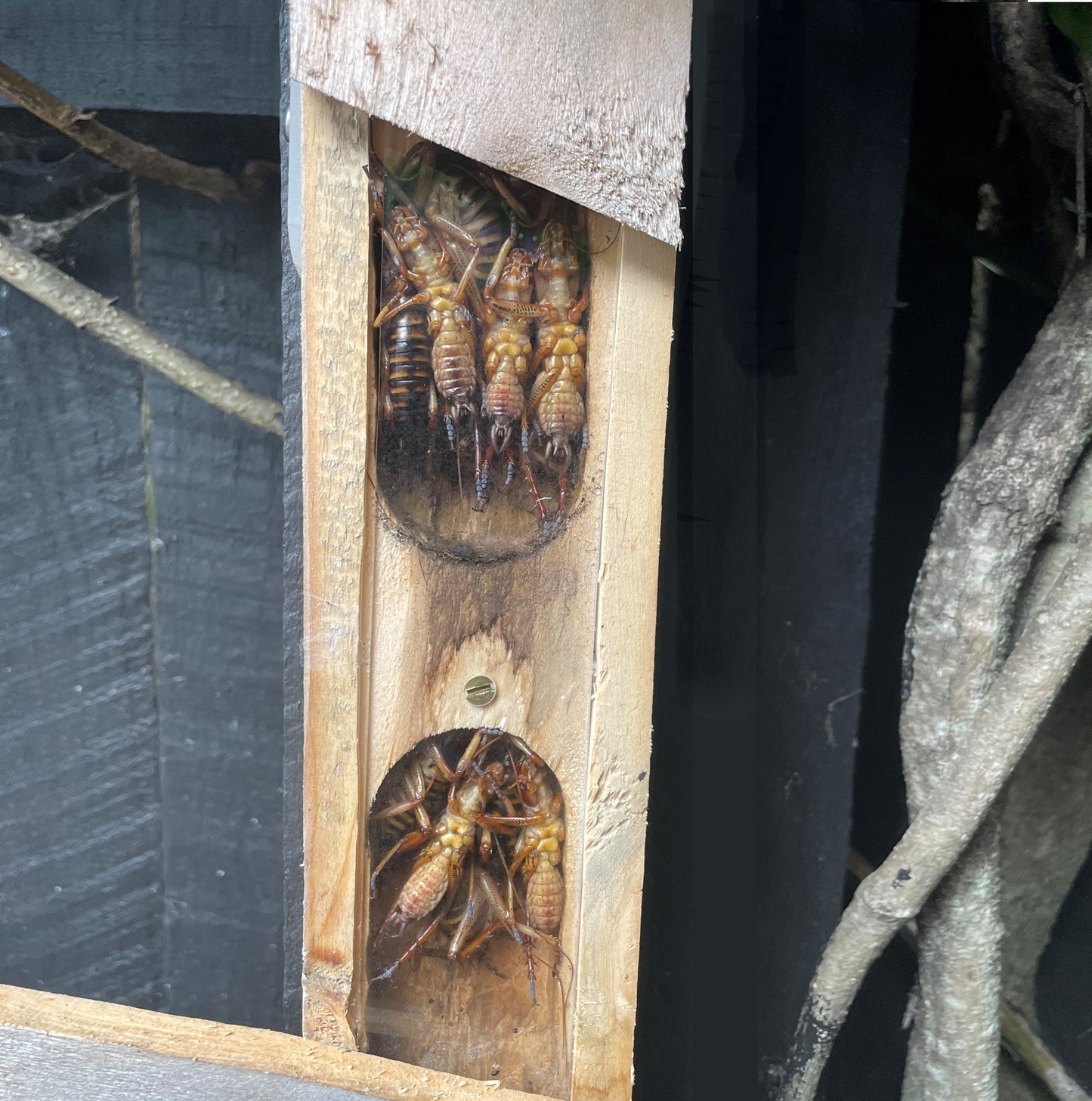 Wētā Motel