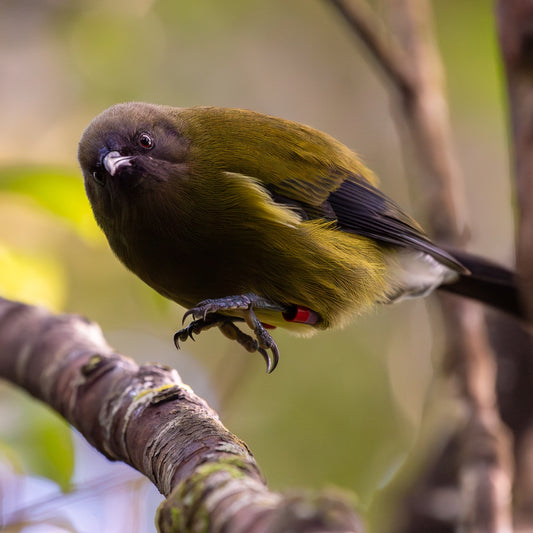 Zealandia Membership - One Adult Concession