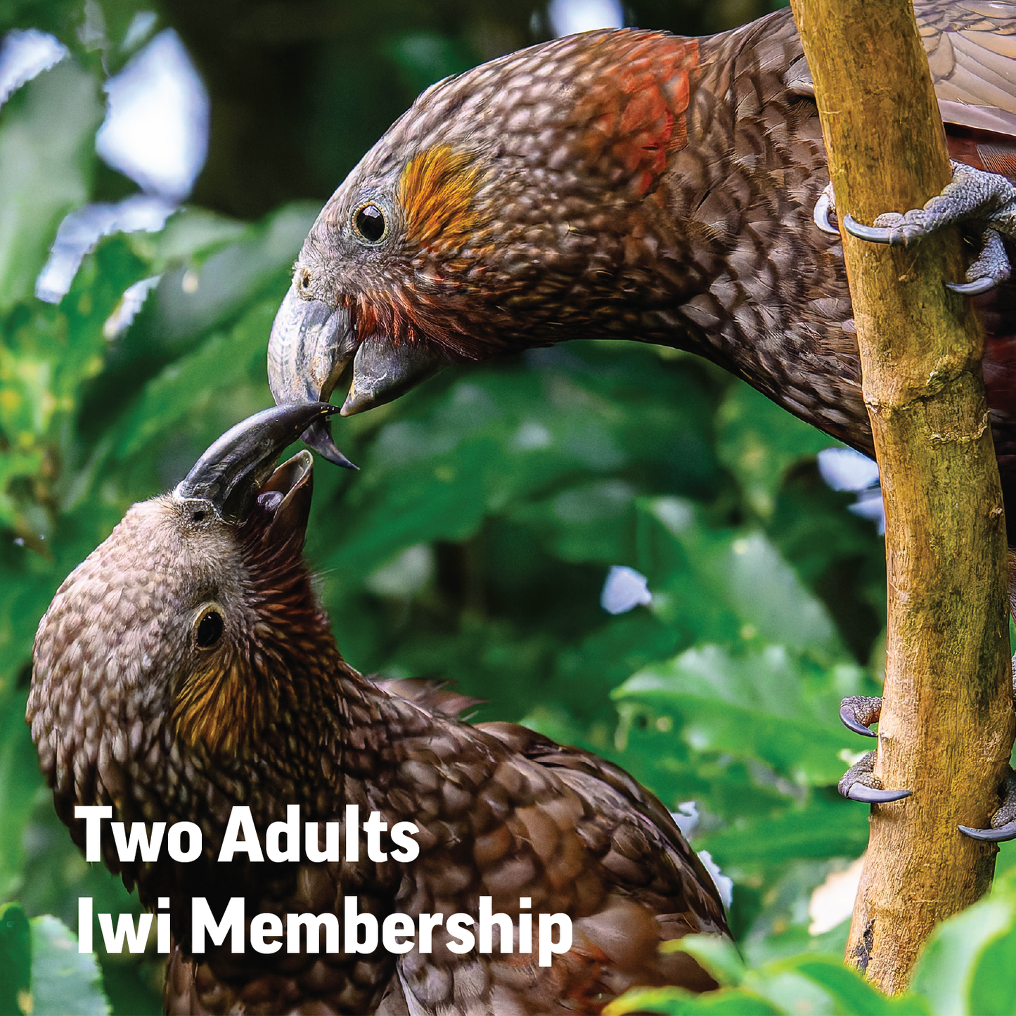 Zealandia Iwi Membership - Two Adults