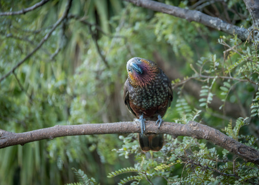 ZEALANDIA Donation