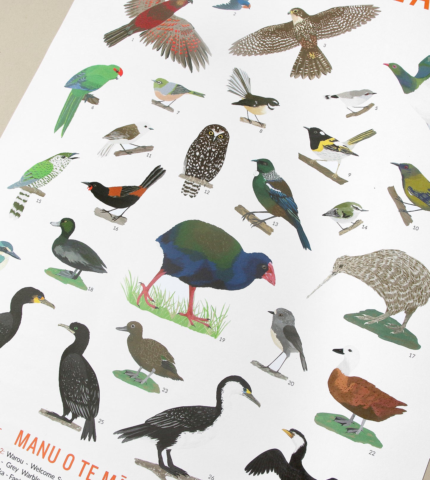 Melissa Boardman - Zealandia Bird Poster